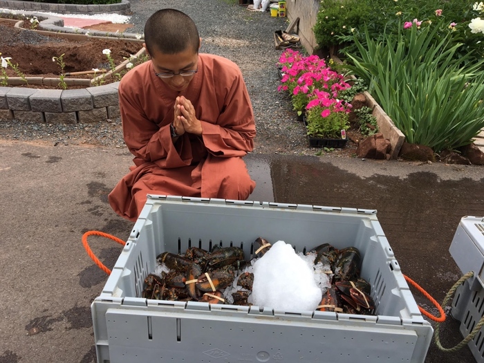 Buddhist Monks Buy 600 Lobsters For Rs. 3.2 Lakh, Release Them 

Back In The Ocean!